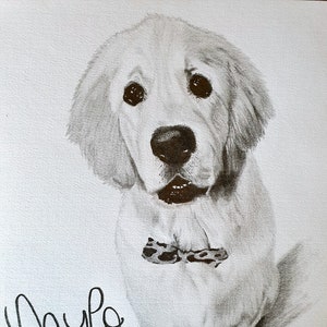 Custom hand drawn pet portrait