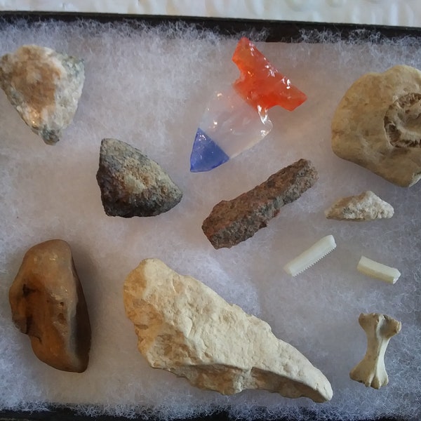 Collection of 11 Native American Arrow Heads, Fossils, Bones in case