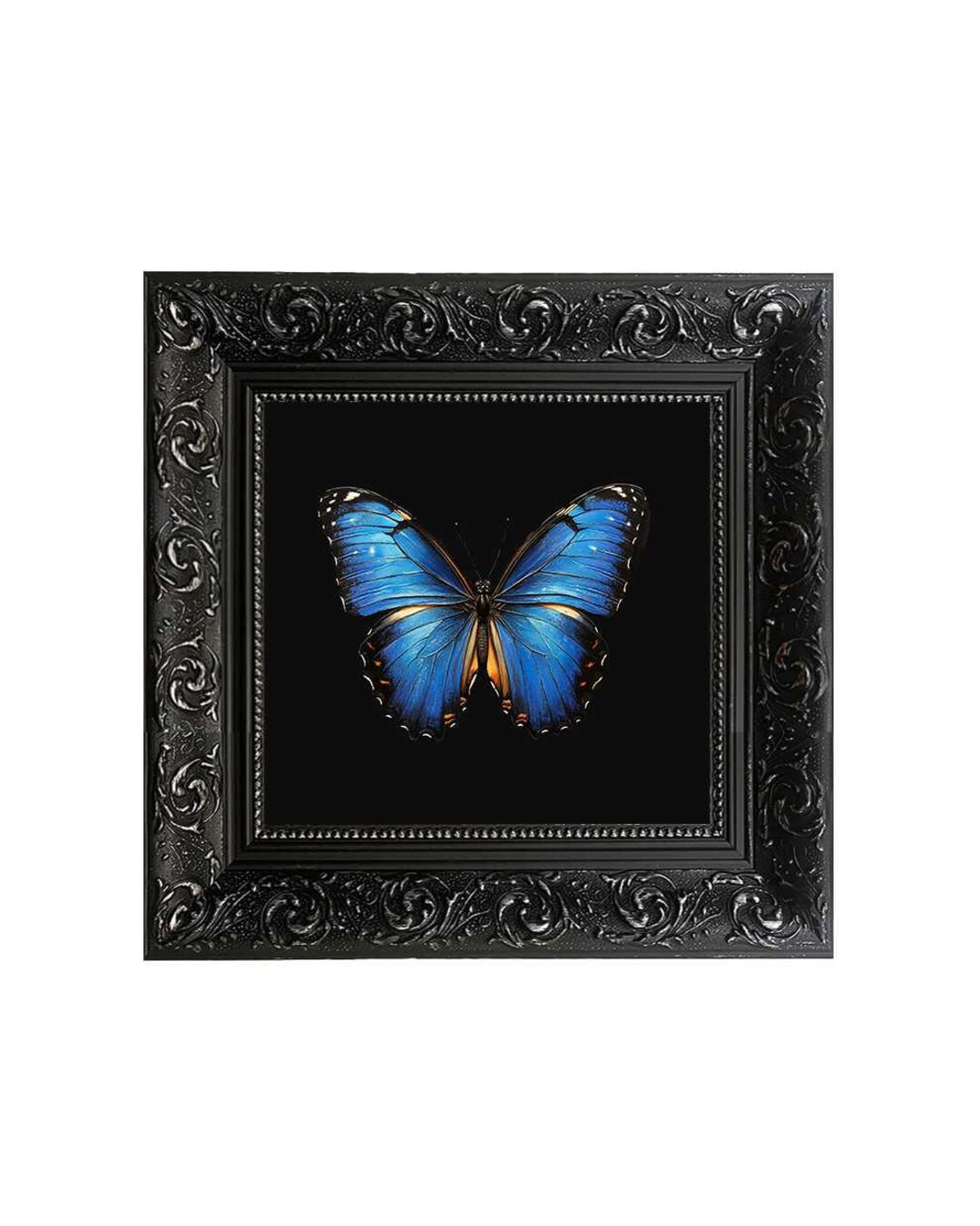 Blue Morpho Butterfly, Framed Square Print 15cm X 15cm - Etsy
