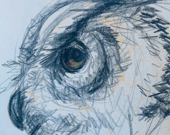 Disegno originale di un gufo a matita colorata: schizzo di fauna selvatica, piccola opera d'arte