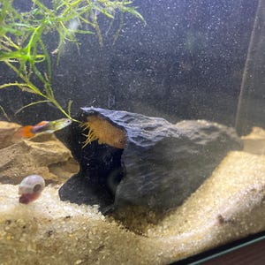 2X 3D Printed Pleco Breeding Caves - 1.5 Inch Wide Ideal for Pleco Spawning - black wood texture