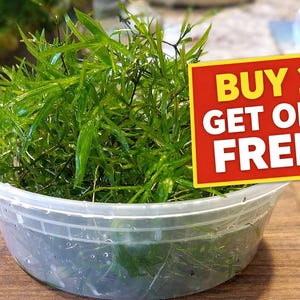 Puede incluir: Un recipiente de plástico transparente lleno de plantas acuáticas de color verde vibrante con hojas finas y puntiagudas. Un letrero rectangular rojo con borde amarillo está fijado al lado, mostrando el texto blanco BUY 2 GET ONE FREE! en negrita.