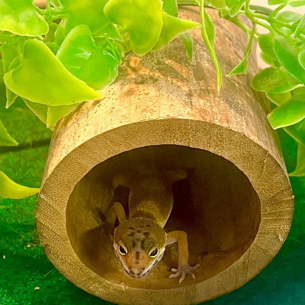 Large Reptile Hides Etsy