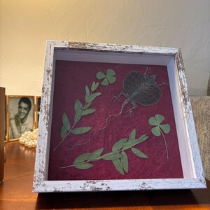 Flying Lizard Shadow Box