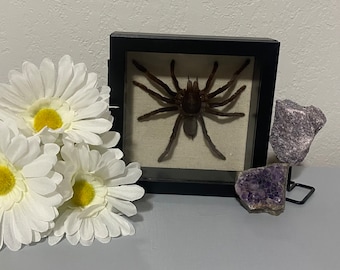 SOLD**Yellow Knee Tarantula