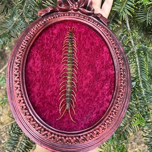 Centipede shadow box