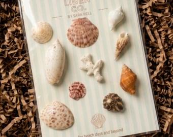 Seashell magnets, gift for beach lover, coastal wedding favors, bachelorette favors, beach wedding, beach gifts, unique gift for her