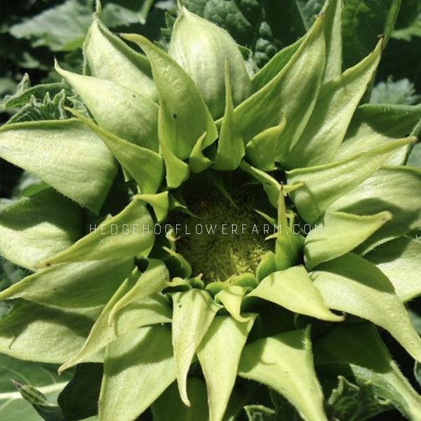 Sunfill Green Sunflower Seeds - Green Spiky Sunflower - Great Filler Flower