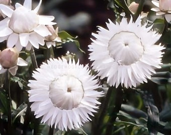 Strawflower - White Seeds - Helichrysum Monstrosum White - Unique Papery Flowers