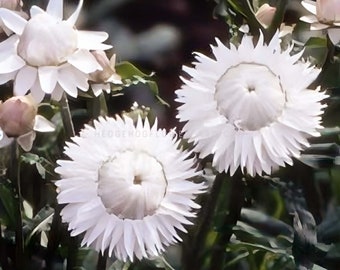 White Strawflower Seeds - Helichrysum Monstrosum White - Unique Papery Flowers