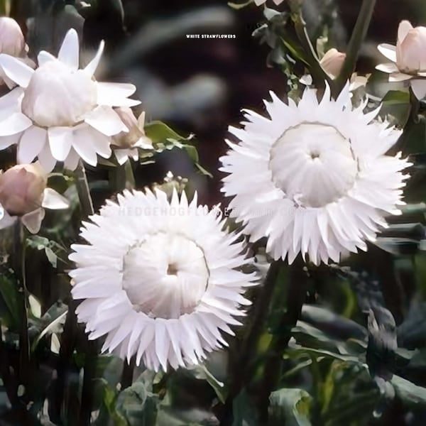 White Strawflower Seeds - Helichrysum Monstrosum White - Unique Papery Flowers