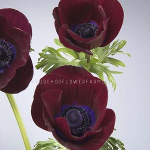 Anemone - Meron Bordeaux - 10 Corms - Wine Colored Windflowers