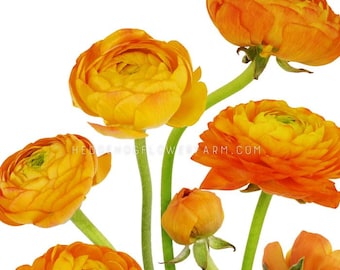 Ranunculus Amandine Orange Picotee - 10 Corms - Vivid Orange Persian Buttercups