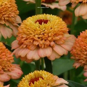 Zinnia - Zinderella Peach Seeds - Peachy Summer Beauties - Easy to Grow