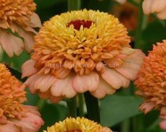 Zinnia - Zinderella Peach Seeds - Peachy Summer Beauties - Easy to Grow