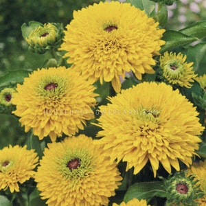 Rudbeckia - Maya Seeds - Cool Cupcake Shaped Black Eyed Susans - Golden Yellow Fluffy Flowers