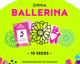 Zinnia - Ballerina Seeds - Pale Pink Double Blooms, Great for Summer Bouquets