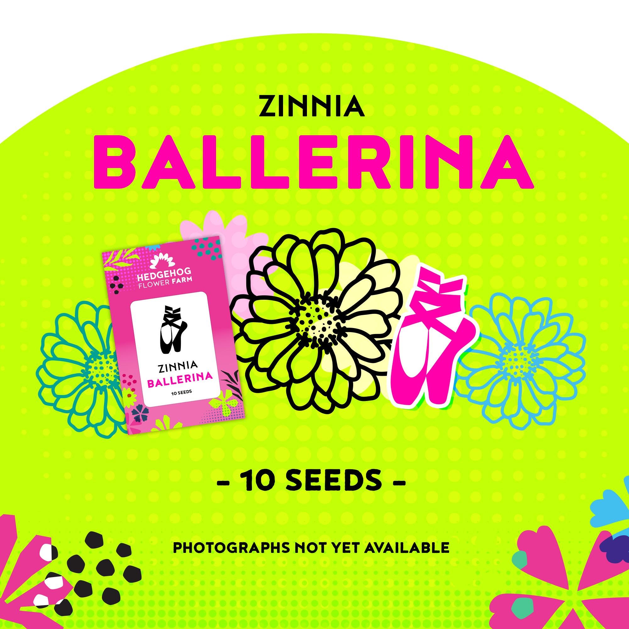Zinnia - Ballerina Seeds - Pale Pink Double Blooms, Great for Summer Bouquets