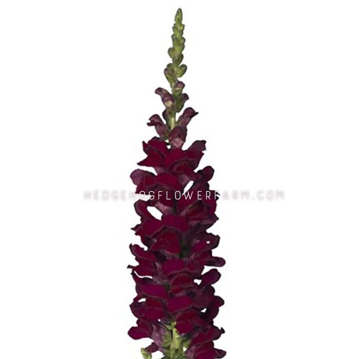Boca de dragón - Cannes 2-3 semillas de color rojo terciopelo - Pétalos de un rojo oscuro muy bonito - Flor de corte alta