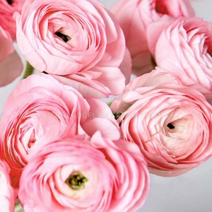 Ranunculus Half Clone Juliette - 10 Corms - Sweet Pink Persian Buttercups