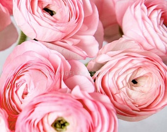 Ranunculus Half Clone Juliette - 10 Corms - Sweet Pink Persian Buttercups