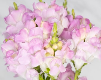 Snapdragon - Legend Light Pink Seeds - Pretty Pink and White Blooms