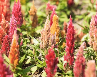 May include: A field of vibrant celosia flowers in shades of red, orange, and yellow. The flowers have a unique, textured appearance and are surrounded by green foliage. The image includes the text "CELOSIA SHIMMER" and "HEDGEHOGFLOWERFARM.COM".