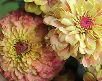 Zinnia - Queeny Lime Blotch Seeds - Artistic Neon Summer Blooms - Easy to Grow