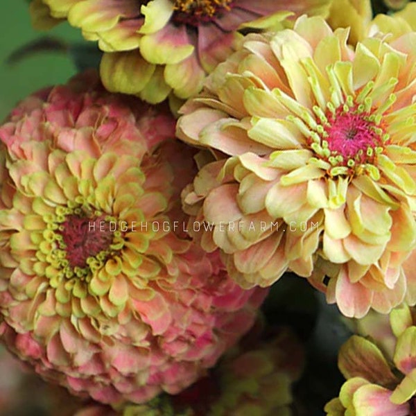 Zinnia Queen Lime Blotch Seeds - Artistic Neon Zinnias