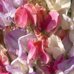 May include: A close-up of a bouquet of sweet pea flowers in shades of pink, purple, and white. The flowers are arranged in a cluster, with the petals overlapping and creating a soft, romantic look.