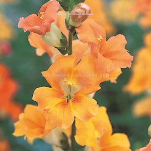 Snapdragon - Chantilly Light Salmon Seeds - Pretty Peach Petals - Tall Flower