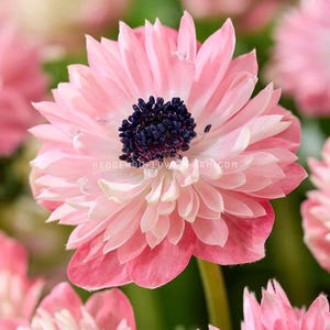 Anemone Fullstar Strawberry - 10 Corms - Unique Double Anemone in Pink