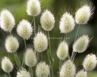 Grass - Bunny Tails Seeds - Unique Ornamental Grass for Filler in Bouquets