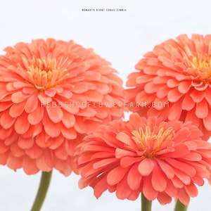 Zinnia - Benary's Giant Coral Seeds - Large Coral Double Blooms - Easy to Grow