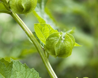 Apple of Peru seeds - Easy to grow filler foliage with cool pods