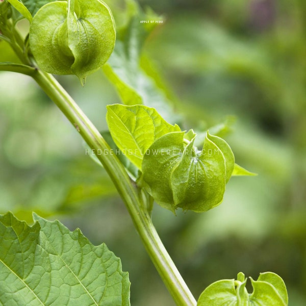 Apple of Peru seeds - Easy to grow filler foliage with cool pods