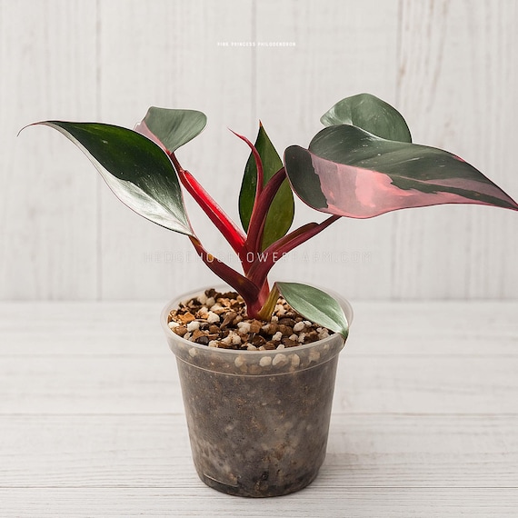 indoor plant large pots The Big and Bright Duo Houseplants - Large (tall) Grow Pots