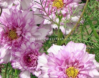 Cosmos - Double Click Pink Bicolor Seeds - Striking Two Tone Pink and White Flower - Blooms June to October