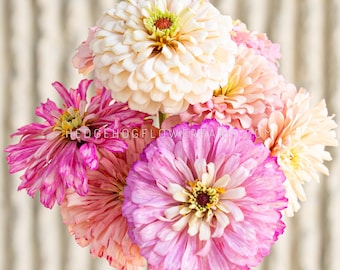 Zinnia - Ballerina Seeds - Pale Pink Double Blooms, Great for