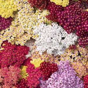 Yarrow - Flowerburst Fruitbowl Seeds - Achillea Millefolium - Frothy Filler Flowers