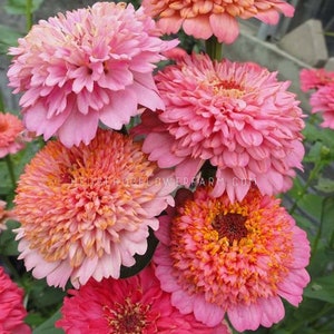 Zinnia - Cupcakes Pink Seeds - Pink Tones of Summer Beauty - Easy to Grow