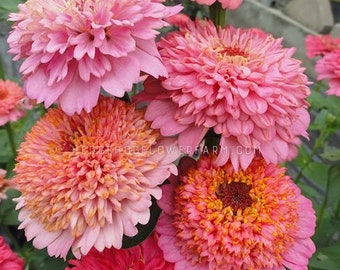 Zinnia - Cupcakes Pink Seeds - Pink Tones of Summer Beauty - Easy to Grow