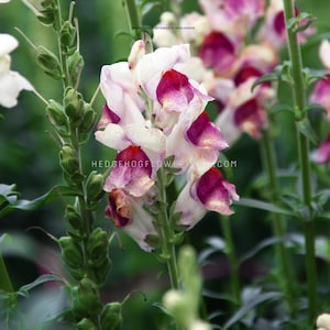 Snapdragon - Potomac Plumblossom Seeds - Soft Purple and White Petals - Tall Cut Flower