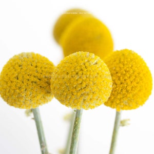 Craspedia Globosa - Billy Buttons Seeds - Yellow Lollipop Flowers