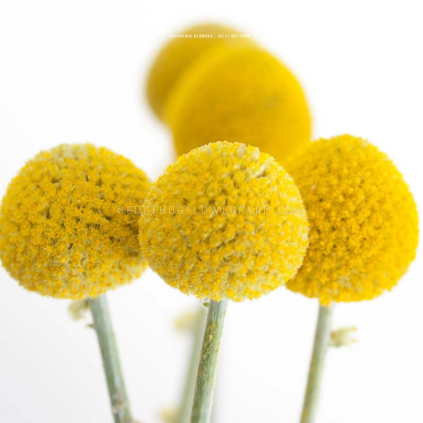 Billy Button Seeds - Craspedia Globosa - Yellow Lollipop Flowers
