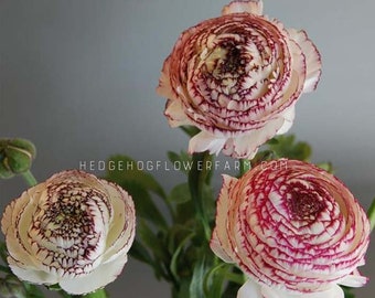 May include: Three ranunculus flowers with white petals edged in red and burgundy. The flowers have a layered, spiral design. The image includes the text "HEDGEHOGFLOWERFARM.COM".