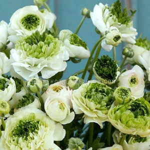 May include: A close-up of a bouquet of white and green ranunculus flowers. The flowers have multiple layers of delicate petals, with green centers and white outer petals. The image includes the text "HEDGEHOGFLOWERFARM.COM".
