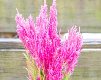 Spun Sugar Celosia Seeds, Celosia Argentea Var Plumosa, CE0550 - Etsy