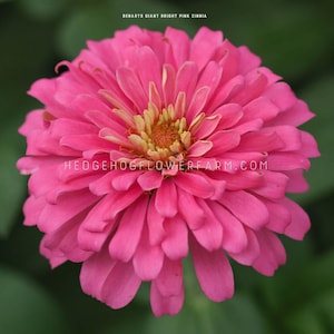 Zinnia - Benary's Giant Bright Pink Seeds - Pink Tones of Large Double Blooms - Easy to Grow