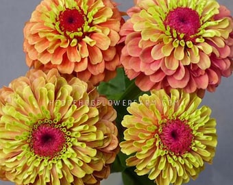 Zinnia - Queeny Lime Orange Seeds - Summer Neon Gradient Blooms - Easy to Grow